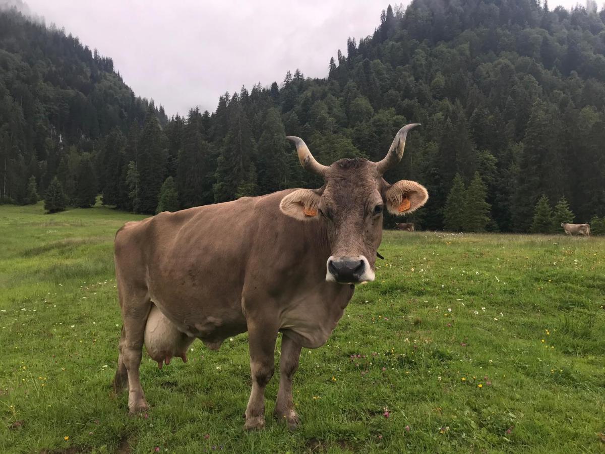 Kleine Ferienwohnung Am Rande Der Wildnis Sibratsgfäll Exteriér fotografie